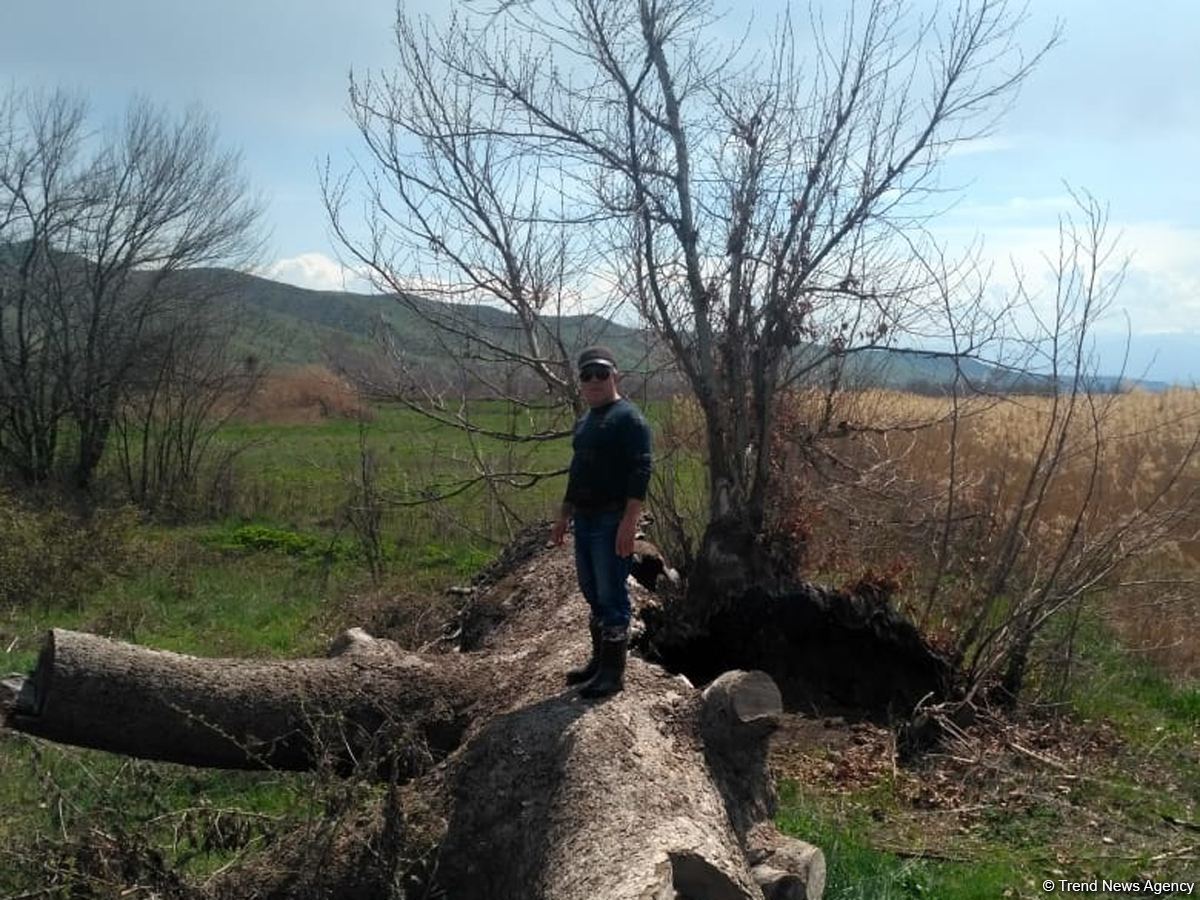 Zəngilanda ermənilər min illik ağacları yandırıblar