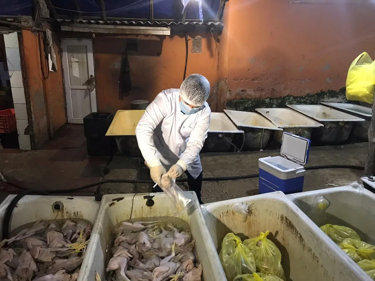 "Kənd çolpalar"ı sexində təhlükəli maddələrdən istifadə edilib - Video