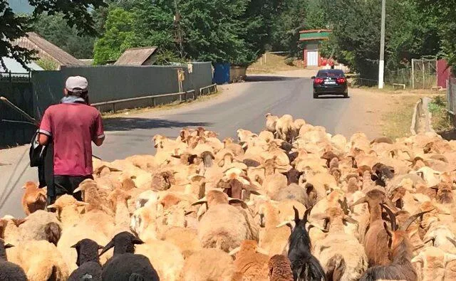 Xızıda qoyun oğruları şlaqbaumu qırıb Bakıya qaçdılar