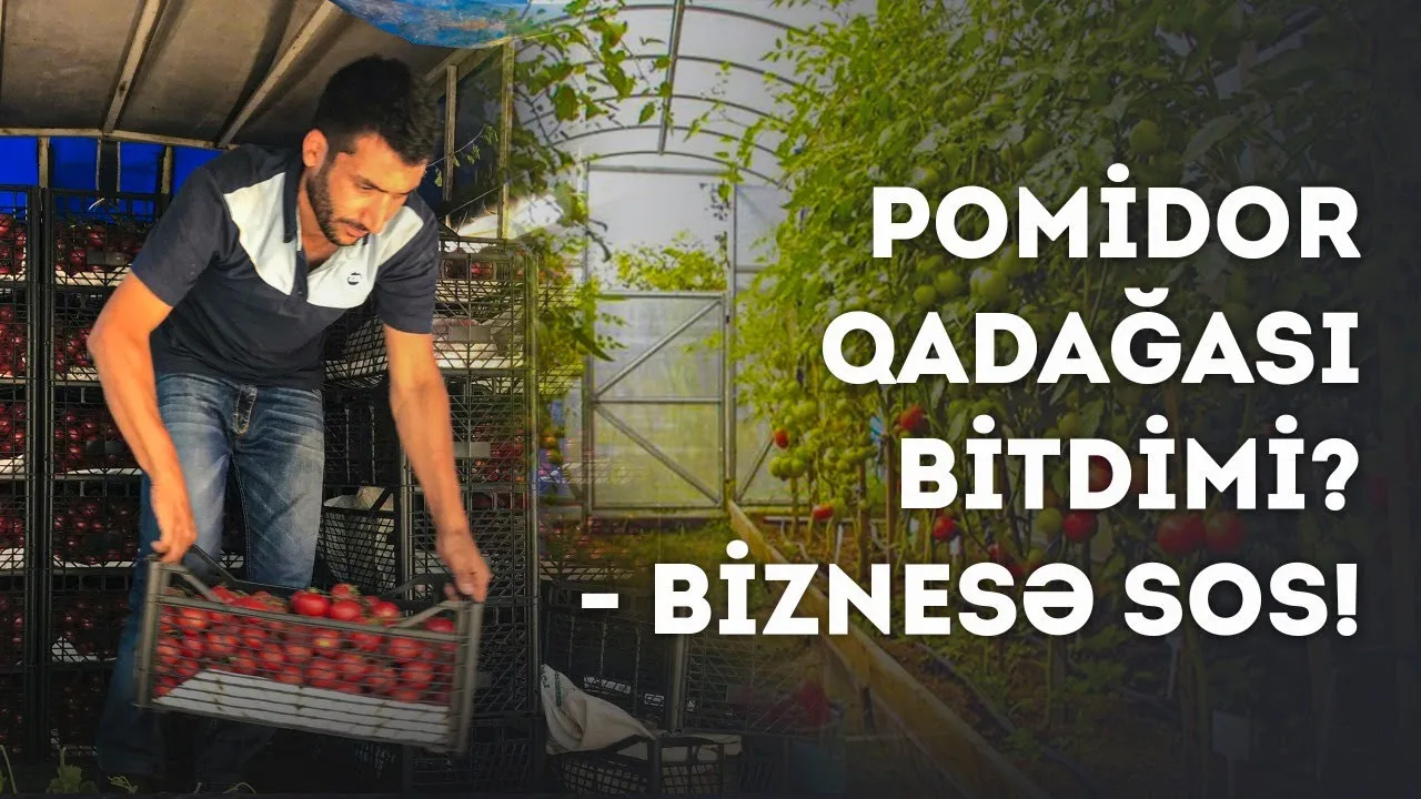 Pomidor istehsalçıları və ixracatçıları çox çətin durumda-AÇIQLAMA