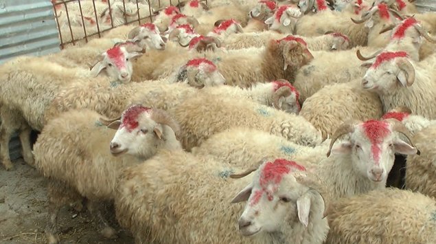 Qurbanlıq heyvanların satışı və kəsim yerləri AÇIQLANDI