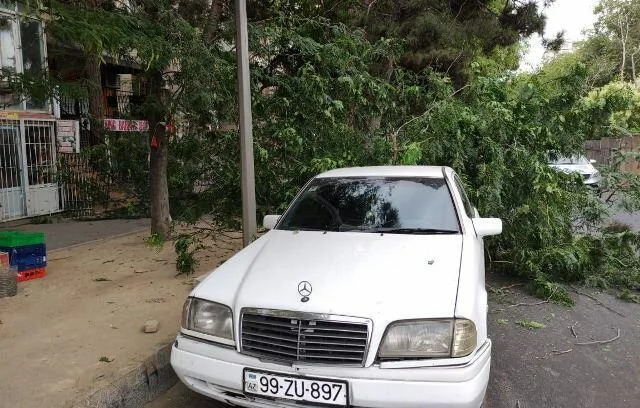 Bakıda ağac avtomobilin üzərinə aşdı - Foto