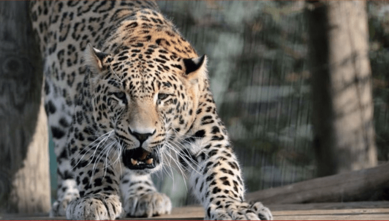 Fotosessiyada leopar modelə hücum edib