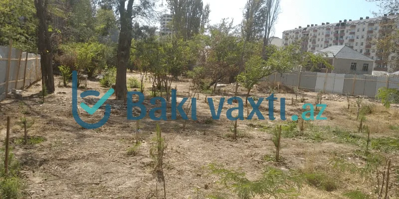 Bakıda ağac kəsiminə İcra Hakimiyyəti və ETSN icazə verib – FOTOFAKT