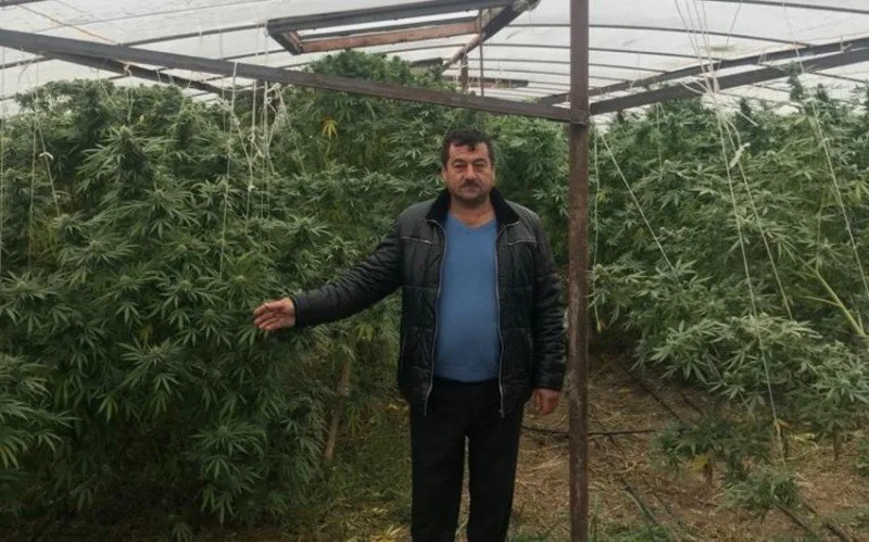 Bərdədə çətənə bitkisinin kultivasiyası ilə məşğul olan şəxs saxlanıldı