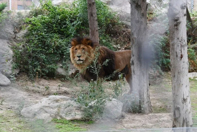 Bakı Zooloji Parkına biletlər neçəyə olacaq? - RƏSMİ AÇIQLAMA