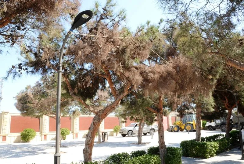 Xətaidə ağacların qurumasının səbəbi araşdırılır