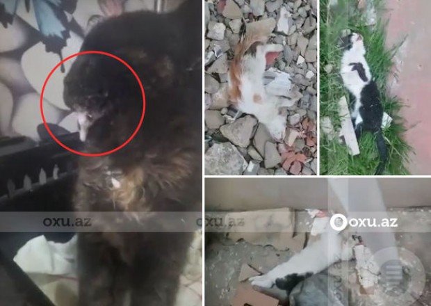 Bakıda DƏHŞƏT: Pişiklər işgəncə ilə öldürüldü - VİDEO