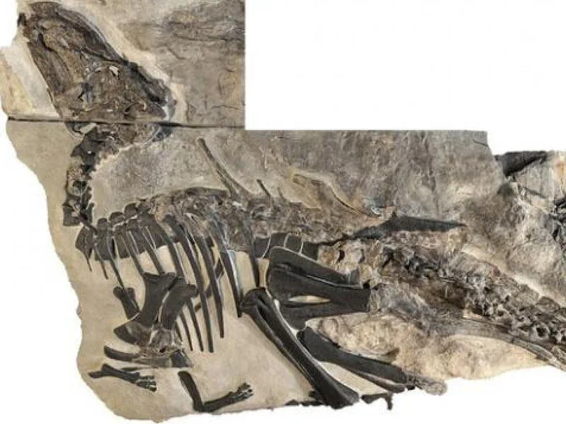 Dinozavrlarla bağlı yeni kəşf - FOTO