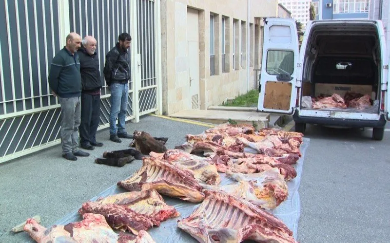 Yararsız 4 ton at və mal əti satanlar həbs edildi - VİDEO