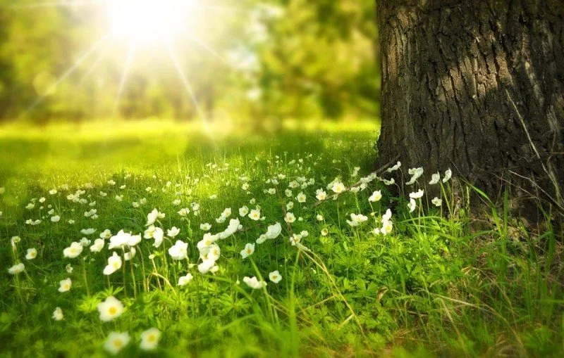 Yaz fəsli daha tez gələcək: Bunun planet üçün hansı fəsadları ola bilər?