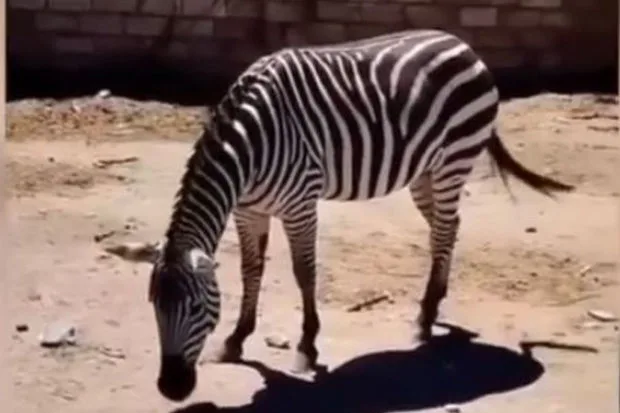 Bakıda 22 min manata zebra satılır - VİDEO