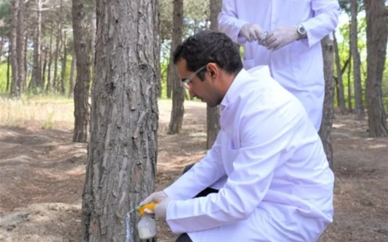 Bakıda 3 000 xəstə şam ağacı kəsilərək utilizasiya edildi