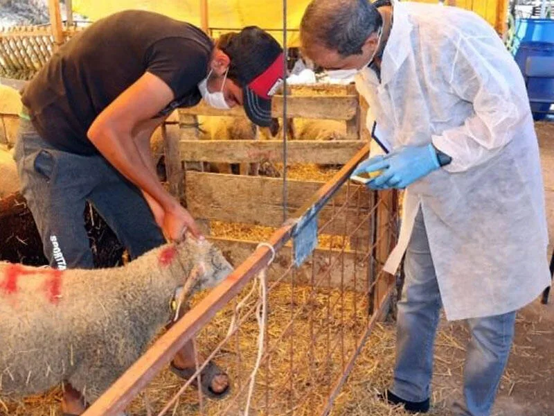 Qurbanlıq heyvanların satış və kəsim yerləri açıqlandı - SİYAHI