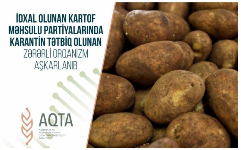 Azərbaycana gətirilən kartofda zərərverici aşkarlandı