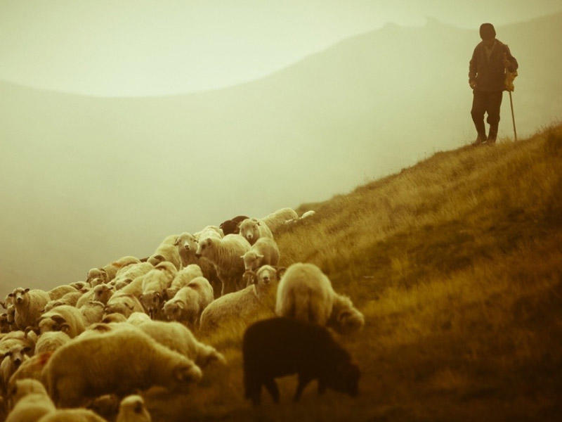 Qaxda 49 yaşlı çoban intihar etdi