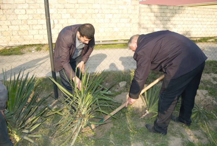 İmişlidə ağacəkmə aksiyası keçirildi - FOTOLAR