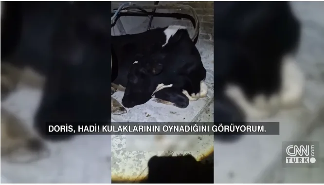 İnək "yuxu yamsılaması" ilə dünya gündəmində