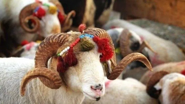 Qurban bayramında neçə gün evdə qalacağıq?