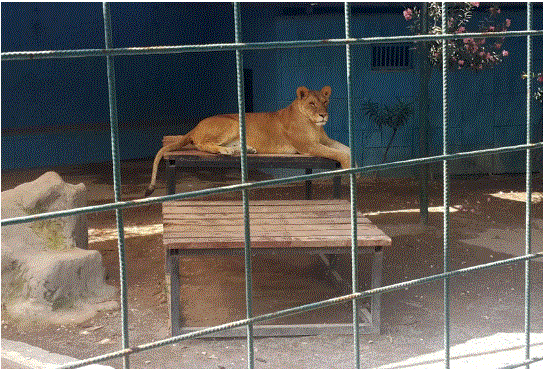 Zooparkda şir uşağın baş dərisini qopardı