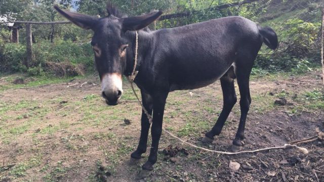 Eşşək kənd sakininin qulağını qopardı