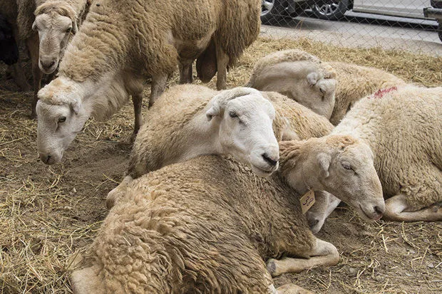 Xırdabuynuzlu heyvanları oğurlayan şəxs saxlanıb