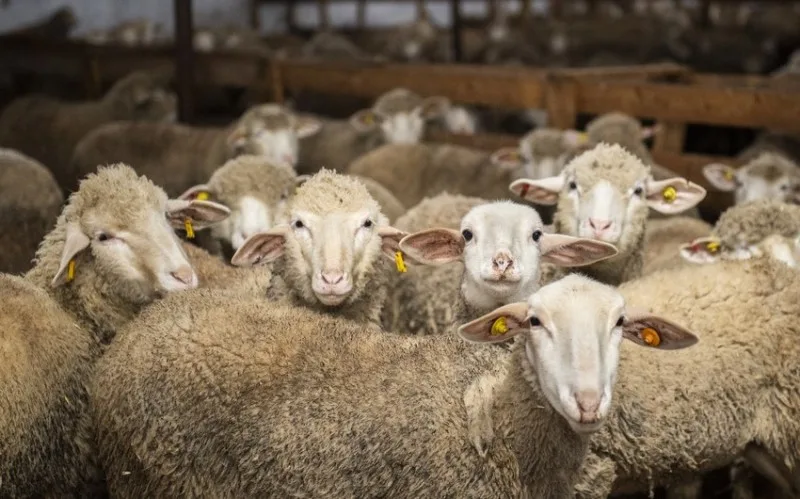 Qurban kəsdiyimiz heyvanlar bu yaşda olmalıdır