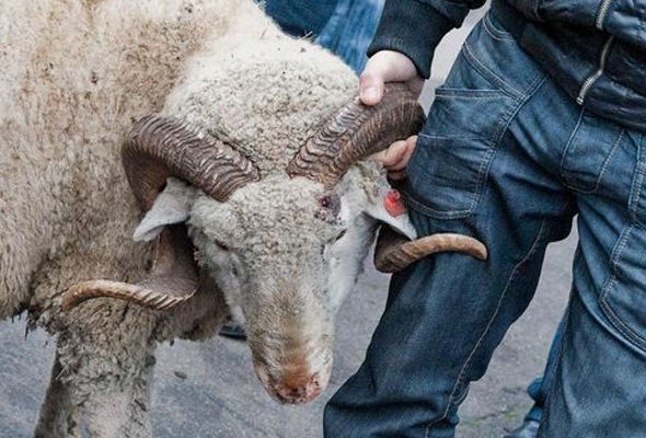 Qurbanlıq: Necə seçilməli, necə kəsilməlidir?