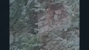 Göygöl Milli Parkında boz ayı inəyi parçaladı - VİDEO