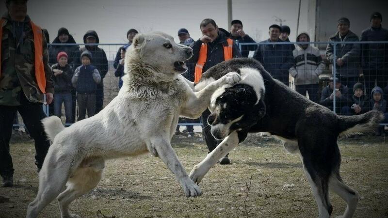 Qazaxda it döyüşləri təşkil edildi