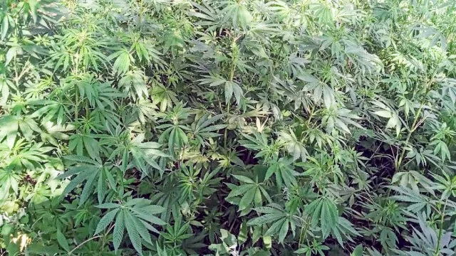 Xocalıda narkotik transplantasiyası aşkarlandı
