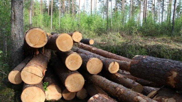 Qanunsuz yolla əldə edilmiş meşə materialı aşkarlandı