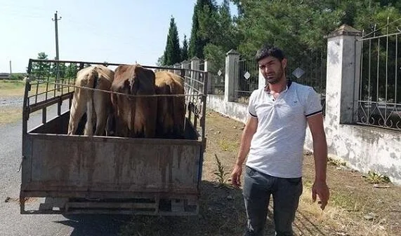 Məşğulluğun verdiyi inək xəstə olub? - Rəsmi