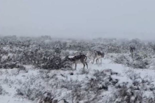 Ürkək gözəllər Muğan düzündə qara nur verir - VİDEO