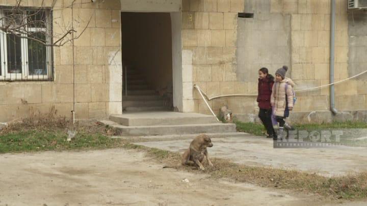 Ötən il Şirvanda 1422 nəfəri it dişləyib - STATİSTİKA