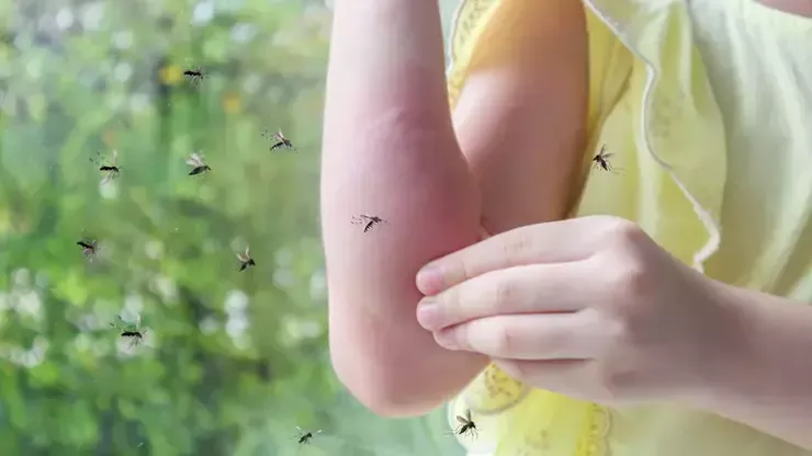 Ağcaqanadların çoxalmasının qarşısını dronlarla alacaqlar