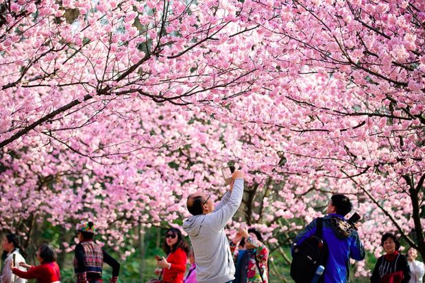 Sakura çiçək açıb