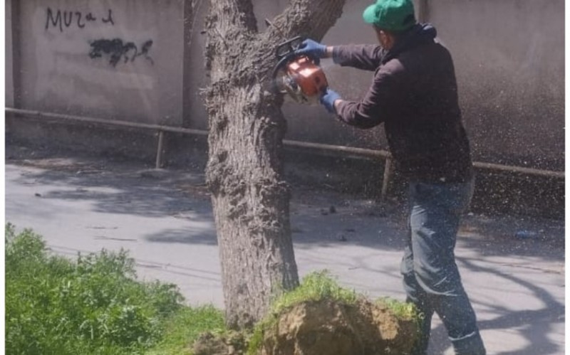 Güclü külək Bakıda 20 ağacı sındırıb