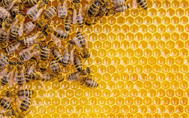 Balın qiymətinin artacağı gözlənilir - VİDEO