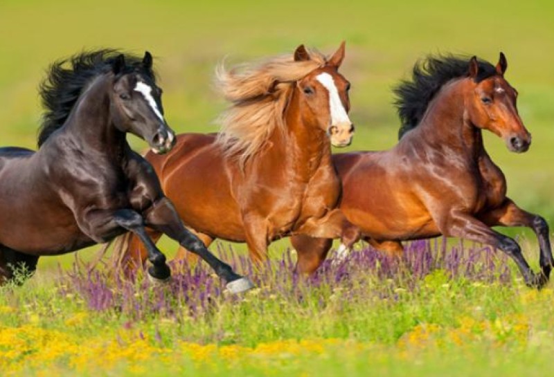 Qarabağ atlarının genom analizi aparılacaq