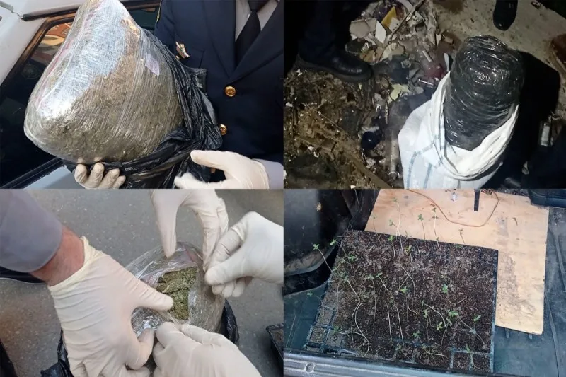 Polisdən əməliyyat - 10 kq marixuana, 45 ədəd çətənə kolu aşkarlandı