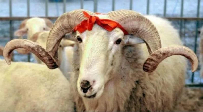 Qurban əti satılmaz: hansı heyvanlar qurbanlıqdır?