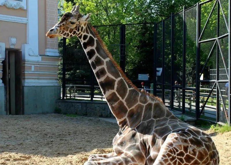 Moskva zooparkının talismanı öldü