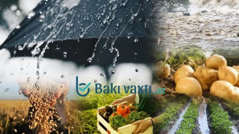 Yağış, külək kənd təsərrüfatına necə təsir edib? - AÇIQLAMA