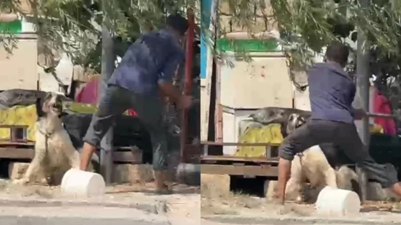 Bakıda iti baltalayan şəxs saxlanıldı - YENİLƏNİB + VİDEO