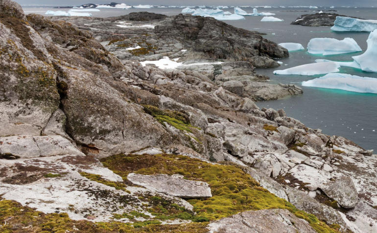 Nature Geoscience: Antarktidada bitki örtüyü artıb