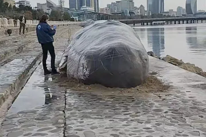 Bakı bulvarında tapılan "balina" maket imiş - VİDEO