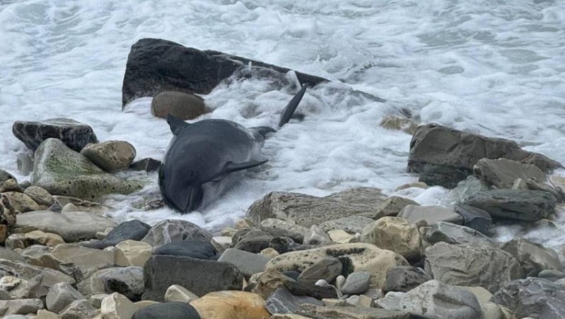 Kerç boğazında 60-a yaxın ölü delfin tapılıb