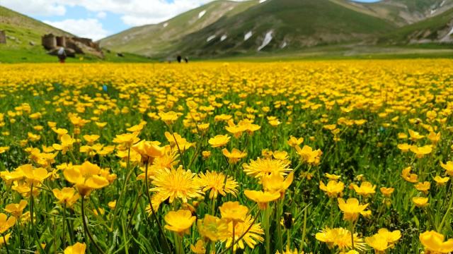 Yeni kəşf: Təbiət ağrını azaldır