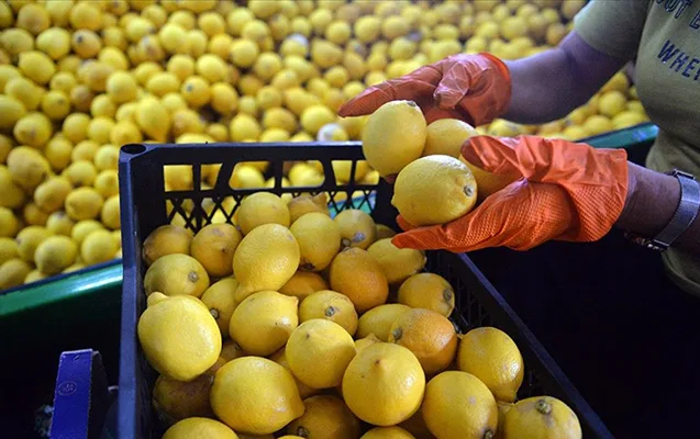 Türkiyə limon ixracını dayandırır